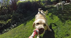 GoPro Fetch - Dog Harness