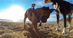 GoPro Fetch - Dog Harness